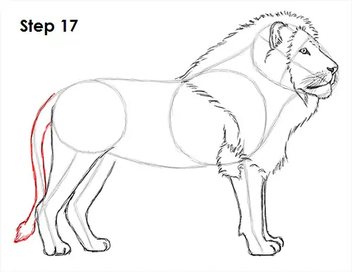 Lion Drawing 17 Draw Lion 17
