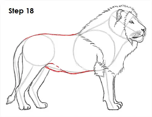 Lion Drawing 18 Draw Lion 18