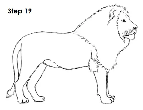 Lion Drawing 19 Draw Lion 19