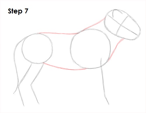 Lion Drawing 7 Draw Lion 7