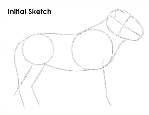 Lion Drawing Sketch Draw Lion Sketch