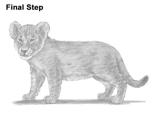  How To Sketch Draw Relisec Easy Lion Cub with Realistic