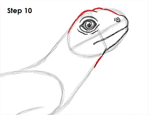 Lizard Drawing 10 Draw Lizard 10