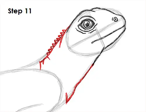 Lizard Drawing 11 Draw Lizard 11