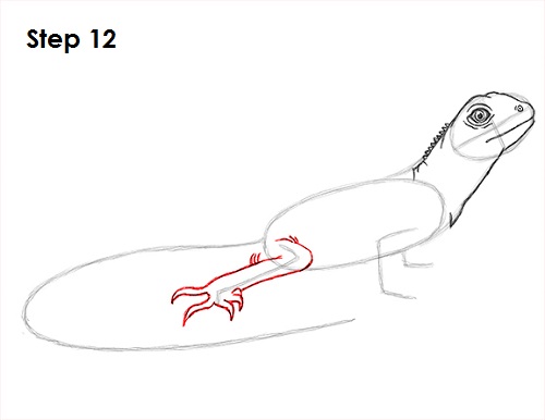 Lizard Drawing 12 Draw Lizard 12