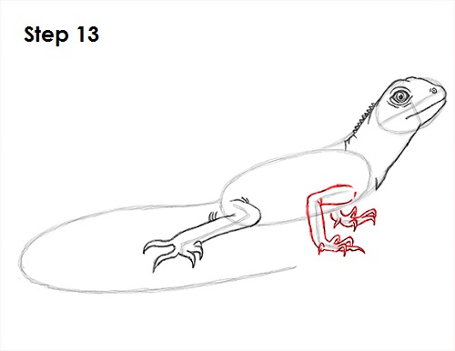 Lizard Drawing 13 Draw Lizard 13
