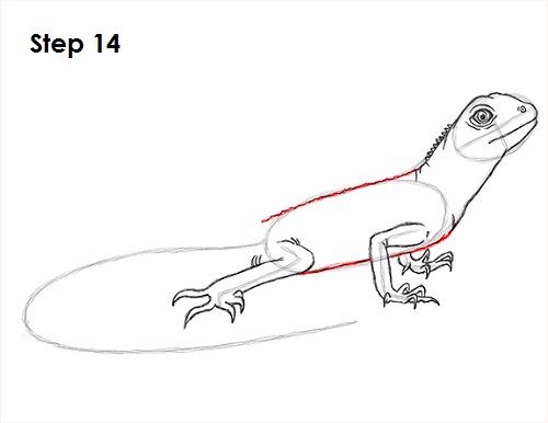 Lizard Drawing 14 Draw Lizard 14