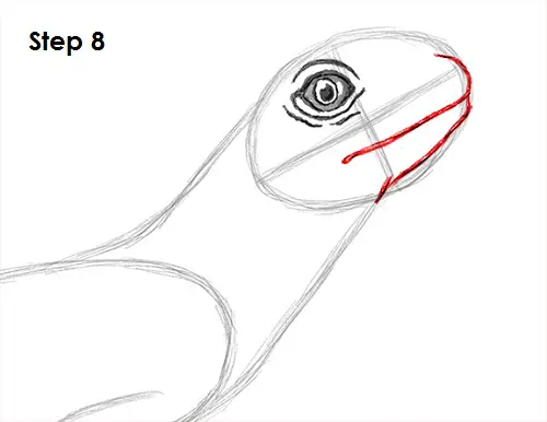 Lizard Drawing 8 Draw Lizard 8