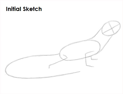 Lizard Drawing Sketch Draw Lizard Sketch