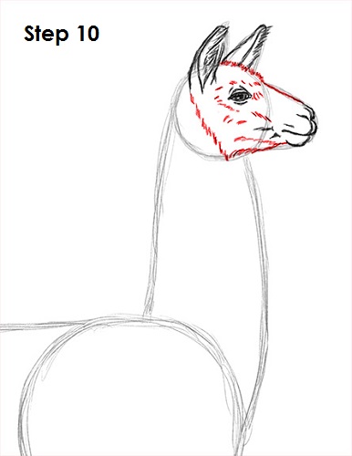 Llama Drawing 10 Draw Llama 10