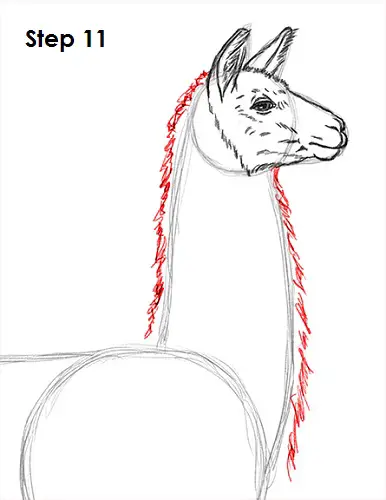 Llama Drawing 11 Draw Llama 11