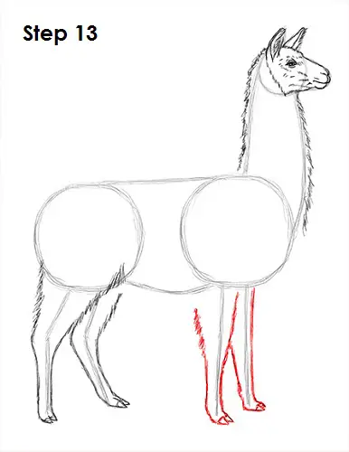 Llama Drawing 13 Draw Llama 13