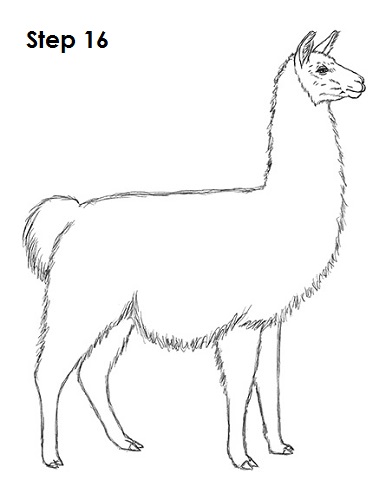 Llama Drawing 16 Draw Llama 16