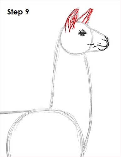 Llama Drawing 9 Draw Llama 9