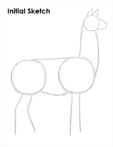 Llama Drawing Sketch Draw Llama Sketch