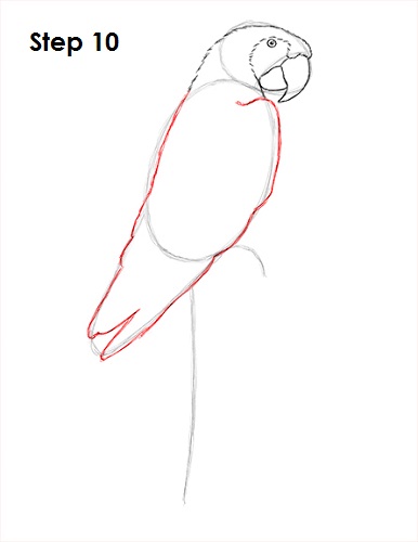 Scarlet Macaw Drawing 10 Draw Scarlet Macaw 10