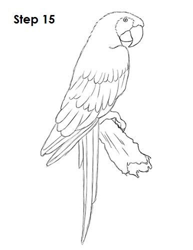 How to Draw a Scarlet Macaw