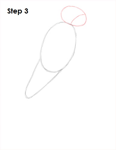 Scarlet Macaw Drawing 3 Draw Scarlet Macaw 3