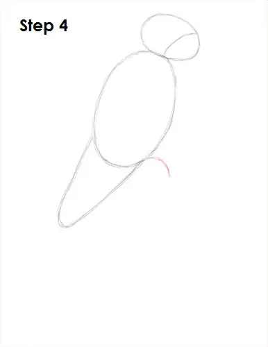 Scarlet Macaw Drawing 4 Draw Scarlet Macaw 4