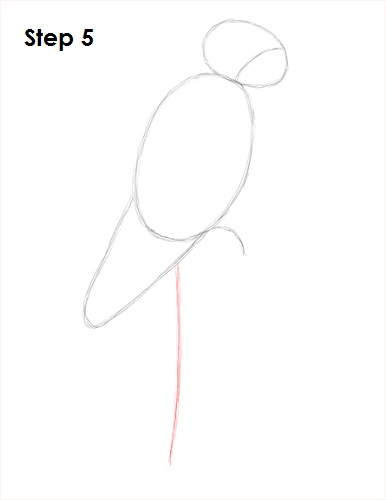 Scarlet Macaw Drawing 5 Draw Scarlet Macaw 5