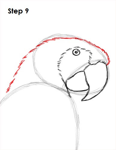 Scarlet Macaw Drawing 9 Draw Scarlet Macaw 9