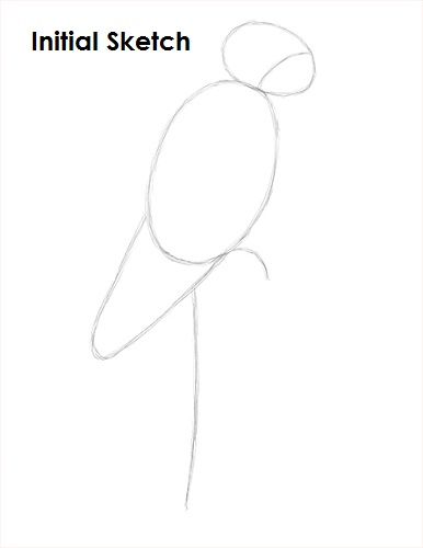 Scarlet Macaw Drawing Sketch Draw Scarlet Macaw Sketch