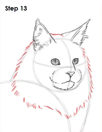 How to Draw a Maine Coon Cat