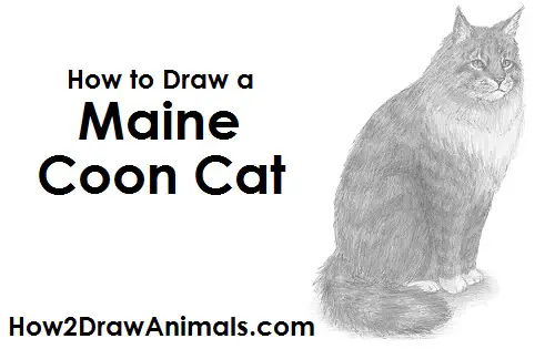 How to Draw a Maine Coon Cat