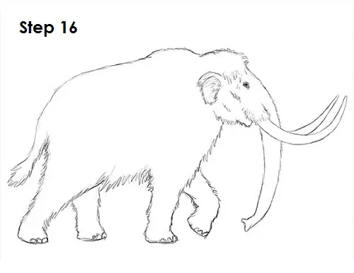 Mammoth Drawing 16 Draw a Mammoth 16