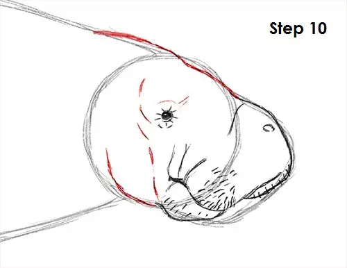 Manatee Drawing 10 Draw Manatee 10