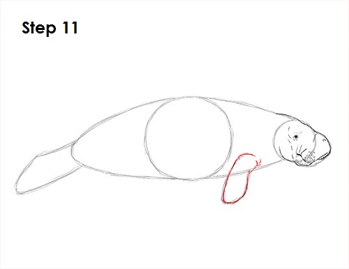 Manatee Drawing 11 Draw Manatee 11