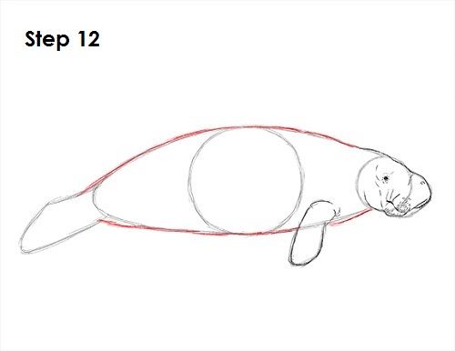 Manatee Drawing 12 Draw Manatee 12