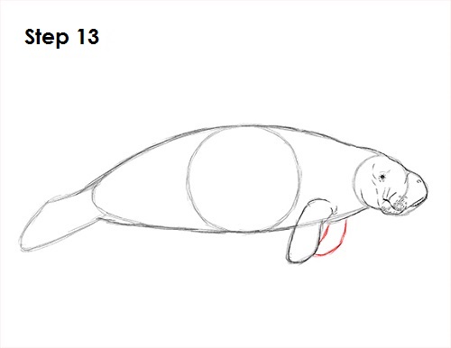 Manatee Drawing 13 Draw Manatee 13