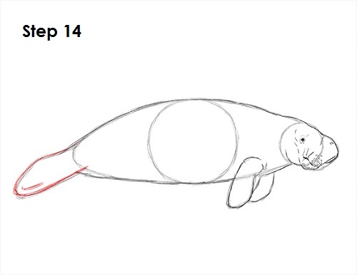 Manatee Drawing 14 Draw Manatee 14