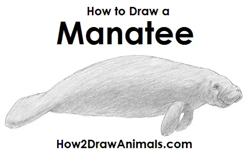 How to Draw a Manatee