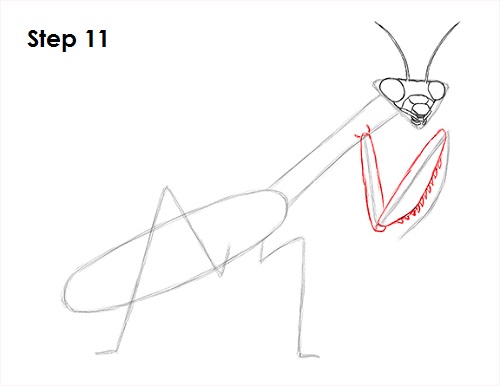 Praying Mantis Drawing 11 Draw Praying Mantis 11