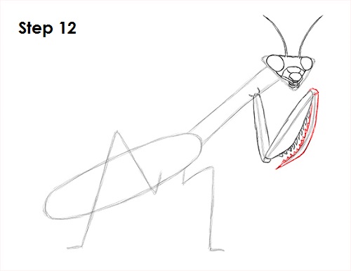 Praying Mantis Drawing 12 Draw Praying Mantis 12