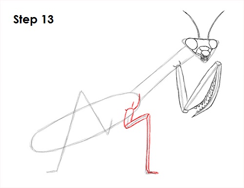 Praying Mantis Drawing 13 Draw Praying Mantis 13