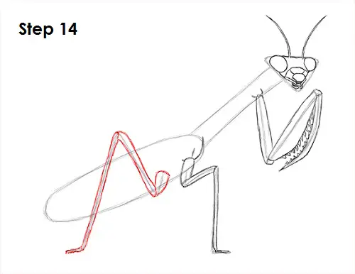 Praying Mantis Drawing 14 Draw Praying Mantis 14