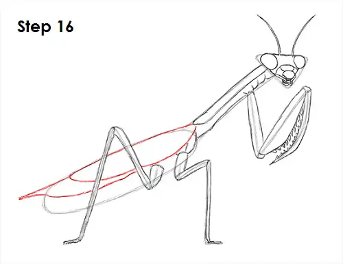 Praying Mantis Drawing 16 Draw Praying Mantis 16