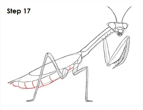 Praying Mantis Drawing 17 Draw Praying Mantis 17