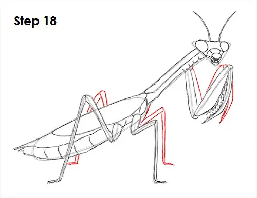 Praying Mantis Drawing 18 Draw Praying Mantis 18