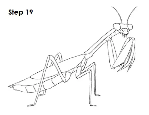 Praying Mantis Drawing 19 Draw Praying Mantis 19