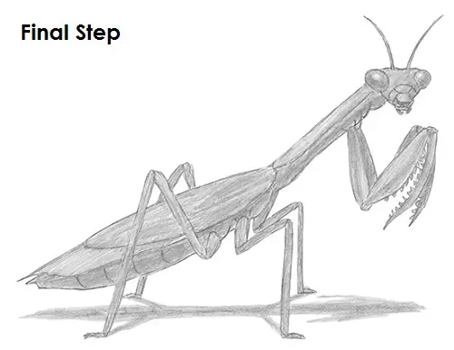 Praying Mantis Drawing Draw Praying Mantis