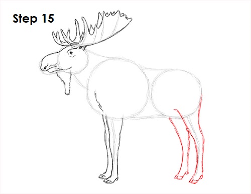 Moose Drawing 15 Draw Moose 15