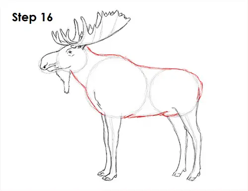 Moose Drawing 16 Draw Moose 16