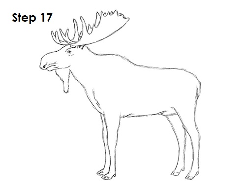 Moose Drawing 17 Draw Moose 17