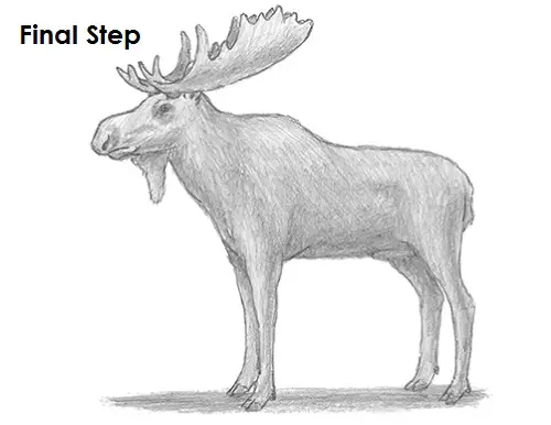 Moose Drawing Last Draw Moose Last