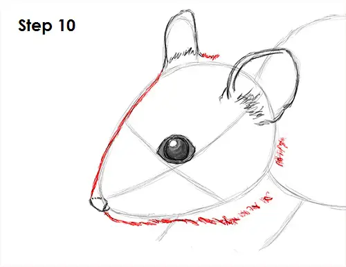 Mouse Drawing 10 Draw Mouse 10