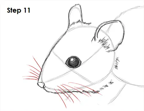 Mouse Drawing 11 Draw Mouse 11